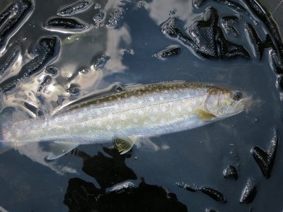 Amemasu (White Spotted Char) Japan
