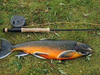 Arctic Char - Iceland