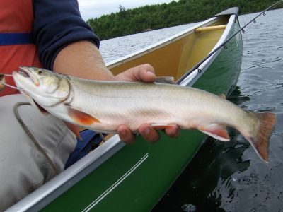Auora Trout Ontario, Canada