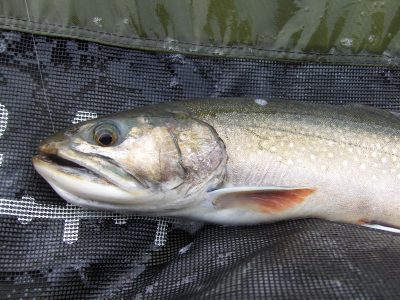 Blueback Trout - Maine