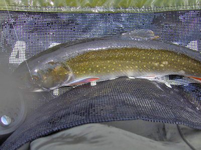 Blueback Trout (Relic Arctic Char) -Maine