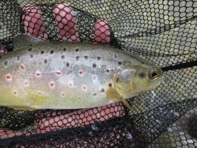 Brown Trout English Chalk Stream