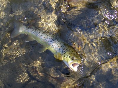 Brown Trout Montana