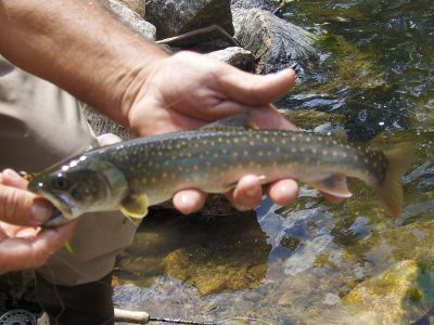 Bull Trout - Montana