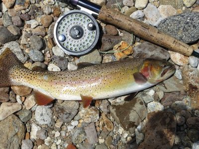Colorado Cutthroat Colorado