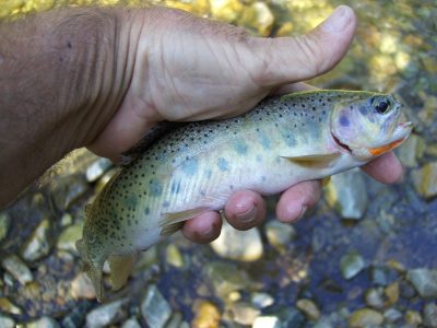 Cutbow Trout - Montana