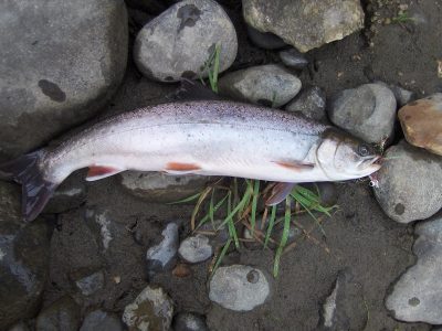 Dolly Varden Trout - Alaska