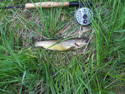 Gila Trout - New Mexico