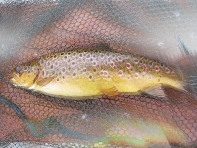 Gillaroo Trout Ireland