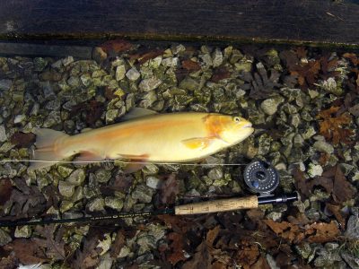 Golden Rainbow - Missouri