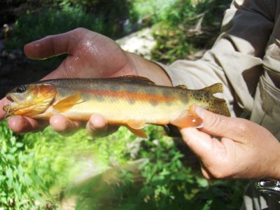Golden Trout - Montana