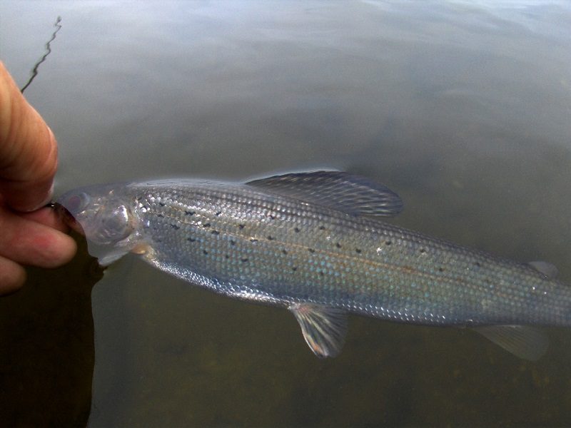 North American Grayling, - Wyoming