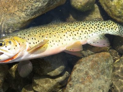 Greenback Cutthroat Colorado