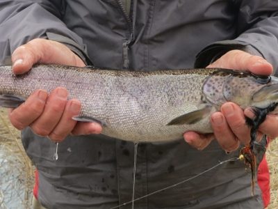 Ito (Fresh Water Form) - Japan