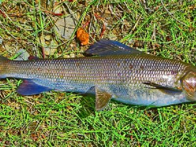 Khuvsgul Black Grayling - Mongolia