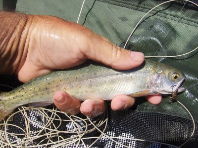 Lahontan Cutthroat - Nevada
