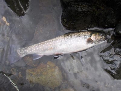 Lake Trout - Alaska