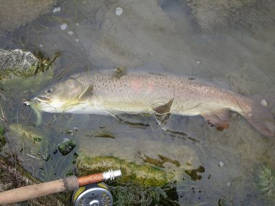Lenok - Mongolia