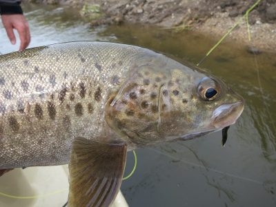 Lenok Trout - Mongolia