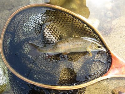 Manchurian Trout (Brown color variation) South Korea