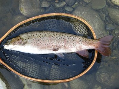 Manchurian Trout (Lenok) South Korea