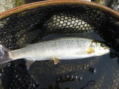 Manchurian Trout (Yellow color variation ) South Korea