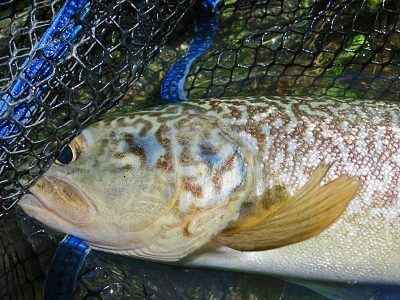 Marble Trout - Slovenia