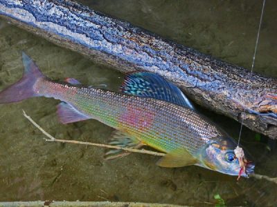 Mongolian Grayling - Western Mongolia