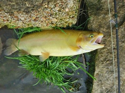 Palimino Trout - Missouri