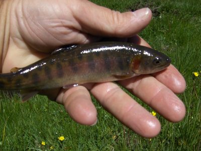 Piaute Cutthroat - California