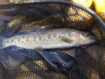 Redband Trout - Nevada