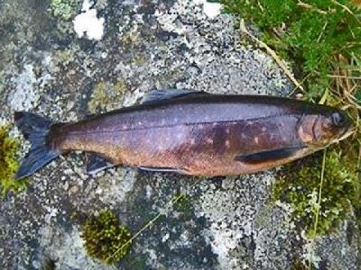 Relic Arctic Char - Scotland