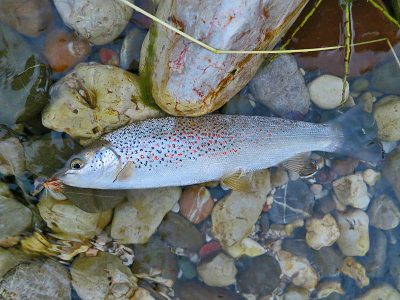 Soft Mouth Trout - Bosnia