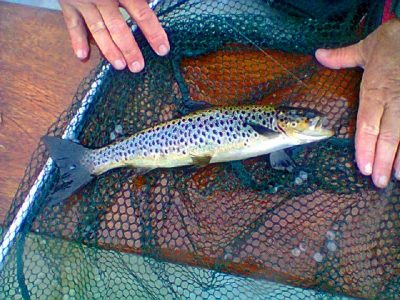Sonohan Trout - Ireland