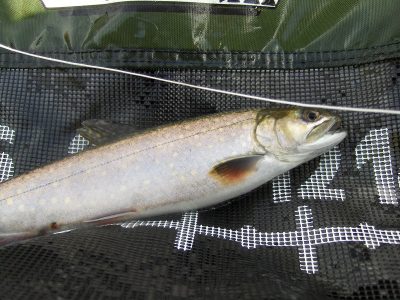 Splake Trout Maine