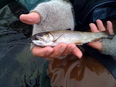 Sunapee Trout - Maine