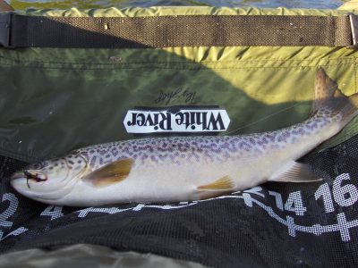 Tiger Trout - Utah