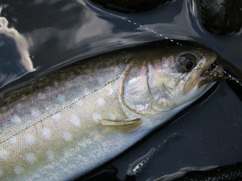White Spotted Char - Hokkaido, Japan