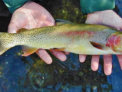 Yellowstone Cutthroat - Yellowstone National Park