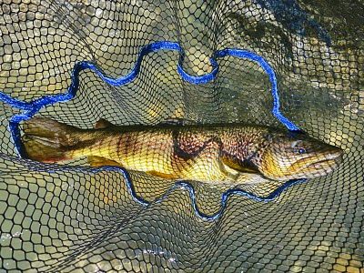Zebra Trout - Slovenia